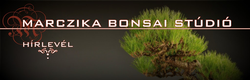 marczika bonsai studio informaciok es hirlevel